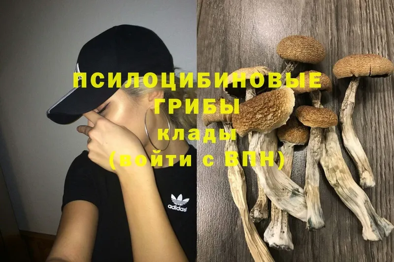 Псилоцибиновые грибы Cubensis  где найти наркотики  Муром 